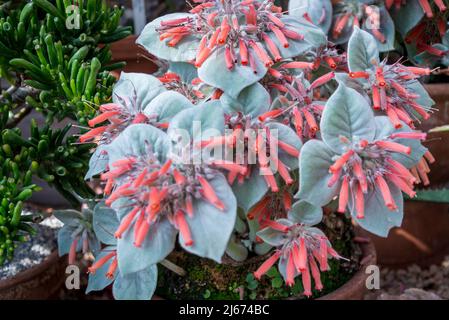 Sinningia canescens, auch brasilianisches Edelweiss genannt, ist eine blühende Pflanze der Gattung Sinningia, die im Südosten und Süden Brasiliens beheimatet ist Stockfoto