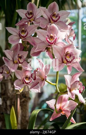 Cymbidium Vieux Rose gx „Dell Park“ Stockfoto