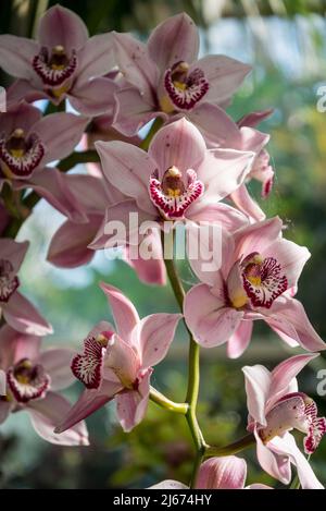Cymbidium Vieux Rose gx „Dell Park“ Stockfoto