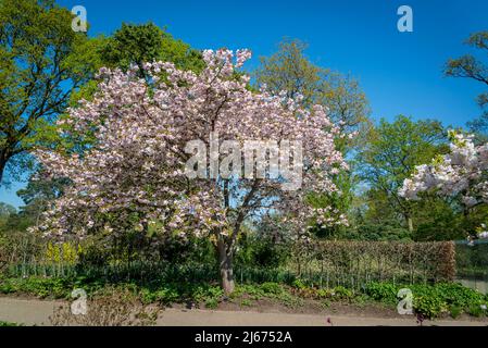 Blühender Kirschbaum mit großen, doppelt weißen duftenden Blüten und kontrastierenden kupferfarbenen Blättern, Prunus 'Fugenzo' Stockfoto