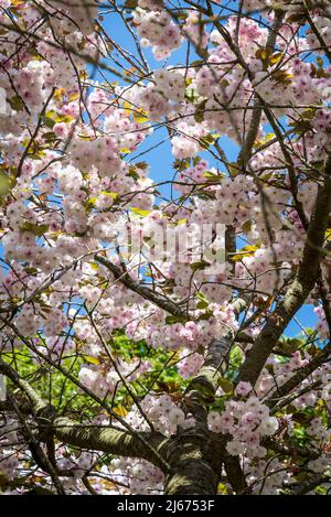 Blühender Kirschbaum mit großen, doppelt weißen duftenden Blüten und kontrastierenden kupferfarbenen Blättern, Prunus 'Fugenzo' Stockfoto