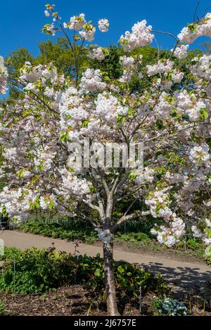 Blühender Kirschbaum, Prunus 'Shogetsu' Stockfoto