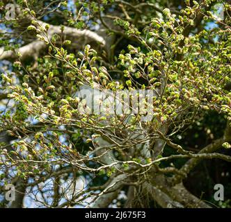 Blick durch verdrehte und knarrierte Äste einer lockigen Eiche (Quercus robur) im Frühjahr Stockfoto