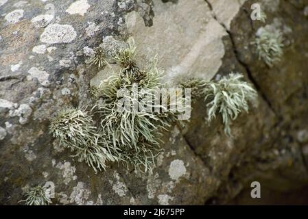 Meer Elfenbein auf Küstenfelsen Stockfoto