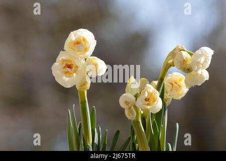 Narcissus Brautkrone blüht mit weißen schönen Blumen Stockfoto
