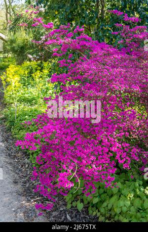 Rhododendron (Obtusum-Gruppe) „Amoenum“ Stockfoto