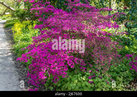 Rhododendron (Obtusum-Gruppe) „Amoenum“ Stockfoto