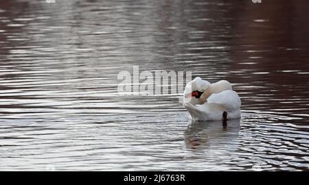Stummer Schwan, der seine Federn reinigt Stockfoto