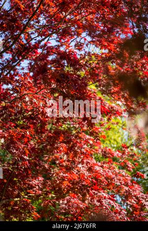 Acer palmatum 'Burgundy Lace', japanischer Ahornbaum Stockfoto