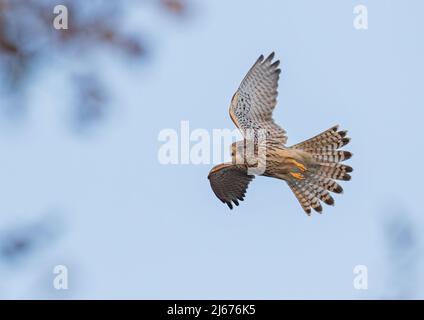 Eine weibliche Turmfalke im Flug, mit Federdetail, ausgefächertem Schwanz und der Unterseite ihrer Flügel. Suffolk UK. Stockfoto