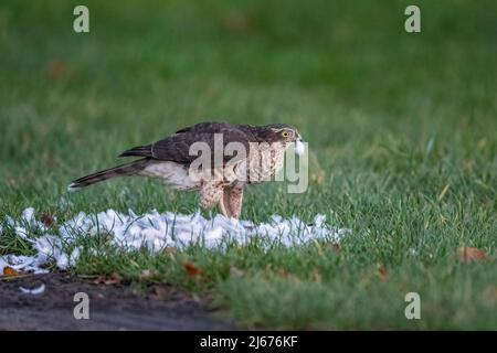 Eine weibliche Sparrowhawk, mit ihrem Fang einer Taube. Genießen Sie das Essen mit einer Feder auf ihrem Schnabel.Suffolk, Großbritannien Stockfoto