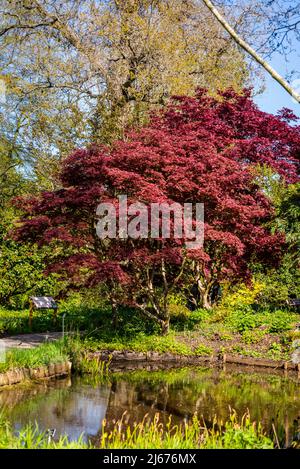 Acer palmatum 'Burgundy Lace', japanischer Ahornbaum Stockfoto