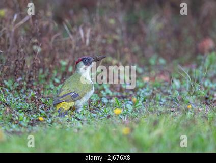 Eine Nahaufnahme eines farbenfrohen Grünspechts im Obstgarten. Sein Schnabel bedeckte Iin Schlamm von Sondierung nach Nahrung im Regen. Suffolk. VEREINIGTES KÖNIGREICH Stockfoto