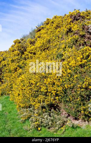 Gorse (ulex europaeus), auch bekannt als Furze oder Whin, zeigt einen großen Damm, der mit dem Strauch bedeckt ist, der in der Frühlingssonne in Blüte platzt. Stockfoto