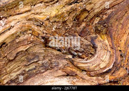 Nahaufnahme der inneren Struktur eines Holzkörpers, während das Holz langsam verrottet, zerfällt und zerfällt. Stockfoto