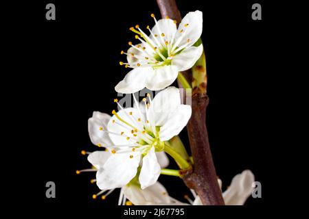 Schlehe oder Schwarzthorn (prunus spinosa), Nahaufnahme der weißen Blüten des gemeinen Strauches, isoliert vor schwarzem Hintergrund. Stockfoto