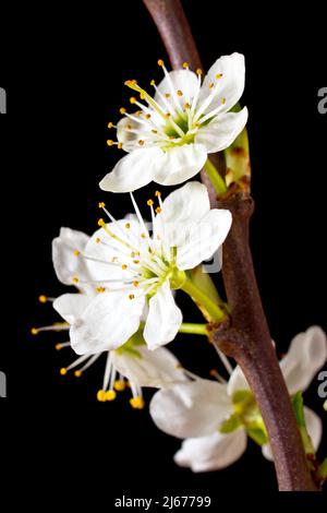 Schlehe oder Schwarzthorn (prunus spinosa), Nahaufnahme der weißen Blüten des gemeinen Strauches, isoliert vor schwarzem Hintergrund. Stockfoto