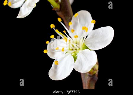 Schlehe oder Schwarzthorn (prunus spinosa), Nahaufnahme einer einzigen weißen Blume des gemeinen Strauches, isoliert vor schwarzem Hintergrund. Stockfoto