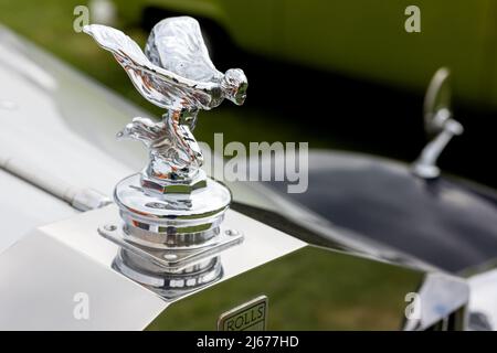 Spirit of Ecstasy auf einem Rolls-Royce Silver Wraith aus dem Jahr 1953 (LOA 604) Stockfoto