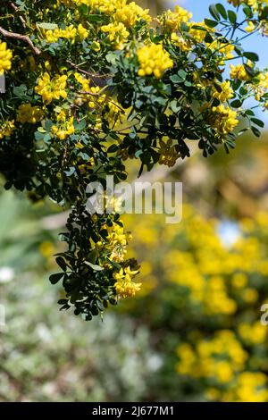 In der Nähe von süßen Ginster (genista stenopetala) Blumen in voller Blüte Stockfoto