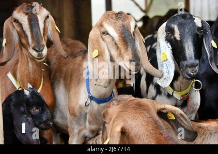 29. März 2022, Sachsen, Lichteneichen/ Mügeln: Auf dem Bio-Ziegenhof Caprinenhof von Sven Kloy und seiner Partnerin, der Tierärztin Katja Loßner, gibt es Staudämme anglo-nubischer Milchziegen. Rund 90 Lämmer der sehr langbeinigen britischen Hausziegenrasse, die mit ihren langen Floppy-Ohren besonders auffällig sind, haben in den letzten Wochen auf der Ziegenfarm das Licht der Welt erleuchtet und tummeln sich bei schönem Wetter bereits mit ihrer Herde auf dem Freigelände des Hofes. Acht Wochen ließen sie sich hier, vor der Umstellung auf Heu und konzentriertes Futter, von ihren Müttern mit Milch verwöhnen. Sven Kloy Stockfoto