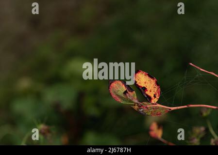 Herbstsaison. Buntes Blatt mit Spinnennetz auf einer Heidelbeerpflanze. Ein dreifarbiger Blätterteig. Zweig mit nassen Blättern, die ihre Farbe ändern. Stockfoto