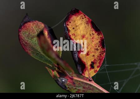 Herbstsaison. Buntes Blatt mit Spinnennetz auf einer Heidelbeerpflanze. Ein dreifarbiger Blätterteig. Zweig mit nassen Blättern, die ihre Farbe ändern. Stockfoto