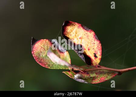Herbstsaison. Buntes Blatt mit Spinnennetz auf einer Heidelbeerpflanze. Ein dreifarbiger Blätterteig. Zweig mit nassen Blättern, die ihre Farbe ändern. Stockfoto