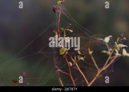 Herbstsaison. Buntes Blatt mit Spinnennetz auf einer Heidelbeerpflanze. Ein dreifarbiger Blätterteig. Zweig mit nassen Blättern, die ihre Farbe ändern. Stockfoto
