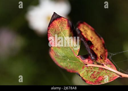 Herbstsaison. Buntes Blatt mit Spinnennetz auf einer Heidelbeerpflanze. Ein dreifarbiger Blätterteig. Zweig mit nassen Blättern, die ihre Farbe ändern. Stockfoto