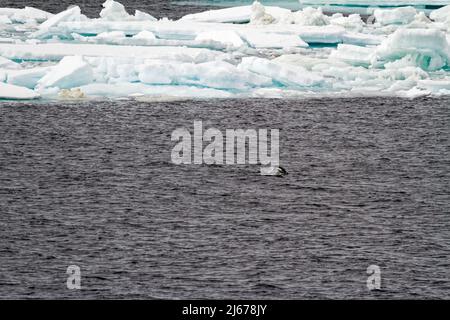 Antarktis - Kolonie Von Pinguinen In Natürlichem Lebensraum - Antarctica Wildlife Expedition Stockfoto