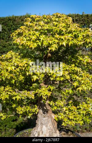 Bonsai Acer buergerianum, Dreizack-Ahorn, heimisch in China Stockfoto