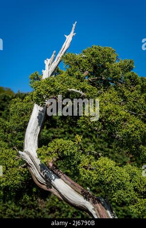 Bonsai Juniperus chinensis 'Kisoo' Stockfoto