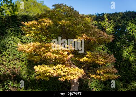 Bonsai Acer palmatum, japanischer Ahorn Stockfoto