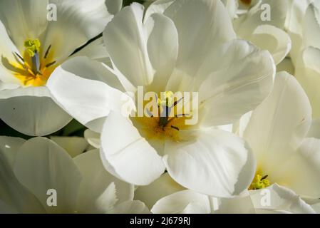 Tulip 'Purissima' Stockfoto