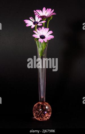 Rosa und weiße afrikanische Gänseblümchen-Blumendarstellung in einer dekorativen Vase aus der Nähe isoliert auf einem schwarzen Hintergrund. Wandkunst und Dekoration Bild. Stockfoto