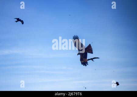 Pariah-Drachen (Milvus migrans govinda) auf einem Suchflug. Indien Stockfoto