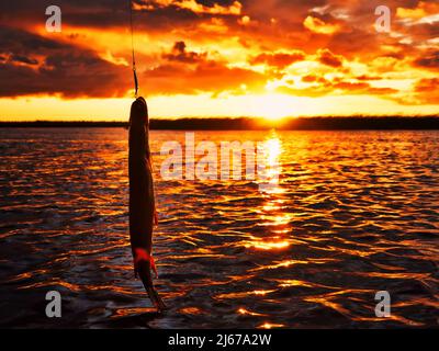 Angeln bei Sonnenuntergang. Raubfische beim Spinnen fangen. Sonnenuntergangsfarben auf der Wasseroberfläche, sonniger Weg von der niedrigen Sonne. Hecht wurde auf einem Spinner gefangen Stockfoto