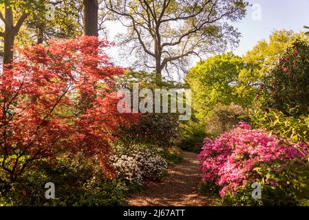 Azaleen blühen im Frühling in Battleston Hill, Wisley Garden, Surrey, England, Großbritannien Stockfoto