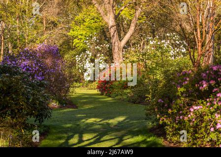 Azaleen blühen im Frühling in Battleston Hill, Wisley Garden, Surrey, England, Großbritannien Stockfoto