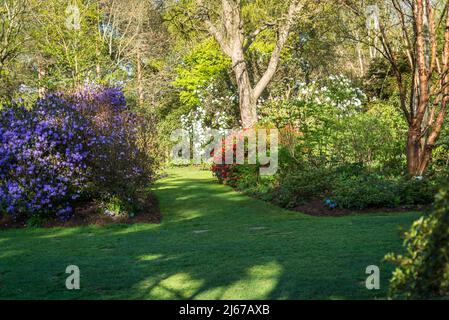 Azaleen blühen im Frühling in Battleston Hill, Wisley Garden, Surrey, England, Großbritannien Stockfoto