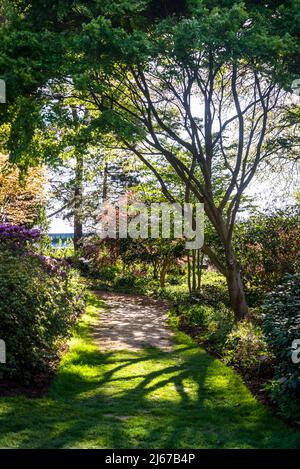 Azaleen blühen im Frühling in Battleston Hill, Wisley Garden, Surrey, England, Großbritannien Stockfoto