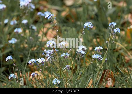 Wildes blaues Feld Vergiss mich nicht Blumen (Myosotis arvensis) in der Frühlingsblüte Stockfoto