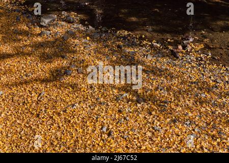 Teppich aus Ginko-Blättern im Herbst in der Nähe von Mt. Takao, Japan Stockfoto
