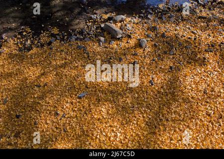 Teppich aus Ginko-Blättern im Herbst in der Nähe von Mt. Takao, Japan Stockfoto