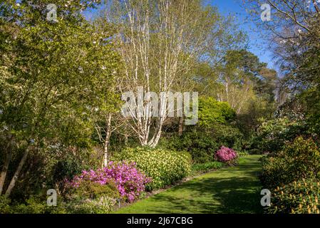 Azaleen blühen im Frühling in Battleston Hill, Wisley Garden, Surrey, England, Großbritannien Stockfoto