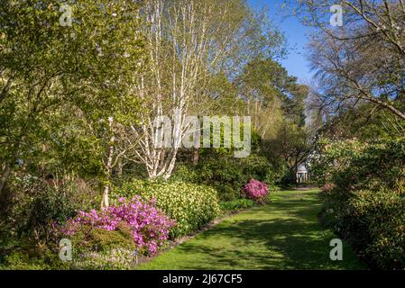 Azaleen blühen im Frühling in Battleston Hill, Wisley Garden, Surrey, England, Großbritannien Stockfoto