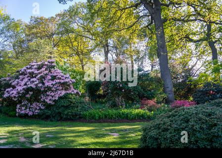 Azaleen blühen im Frühling in Battleston Hill, Wisley Garden, Surrey, England, Großbritannien Stockfoto