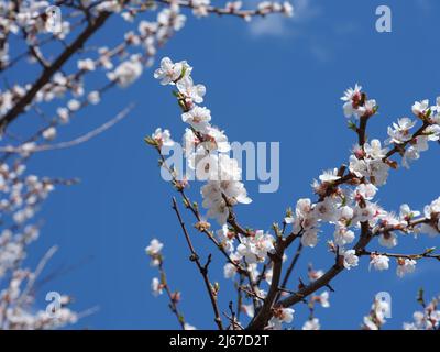 Ein Aprikosenbaum-Baldachin mit vielen Zweigen, die Aprikosenbaumblüten auf sich haben. Nahaufnahme. Stockfoto