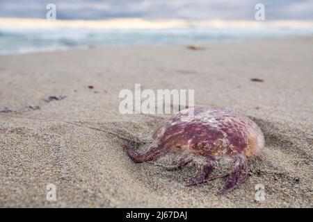 Mauve Stinger (Pelagia noctiluca) ist eine Qualle aus der Familie Pelagiidae, die massenweise am Strand ausgewaschen wird. Stockfoto